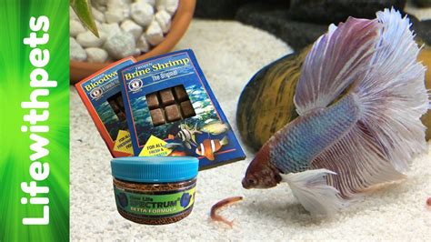 How To Feed Betta Fish: A Complete Beginner’s Guide.